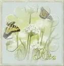 Butterflies and Blossoms