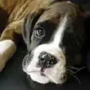 Cutie
