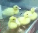 Patitos
