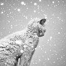 snow cat