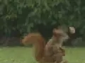 Squirrely Football