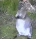 Kangaroo and Raven