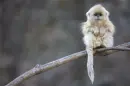 Cutest Monkey?