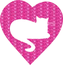gatto