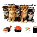 cat confuse with the food