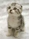 stop animal abuse!