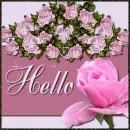 Rose Hello