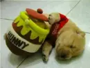 winnie the pooh