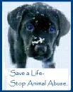 Stop Animal Abuse!