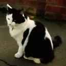 dancing with a cat