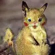 pikachus r real