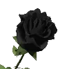 black rose blooming