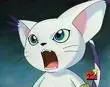 gatomon yelling