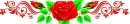 Red roses