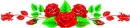 Red roses
