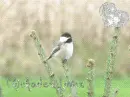 Chickadee