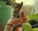 Le Voglio :Q____