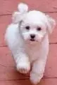 poodle