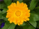 Marigold flower