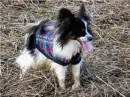 Papillon dog head turn