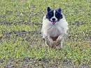 Papillon dog running