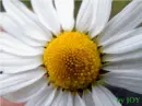 Wild Daisy Flower