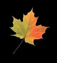 Autumn Leaf Background