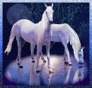 Magical Horses