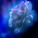 Blue 1