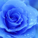Blue 2 