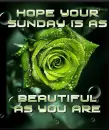 Rose - Sunday Greeting