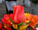 Roses in the city