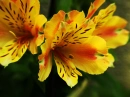 Lillies