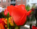 Roses in the city