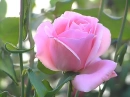 Roses - Pink