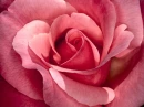 Roses - Pink