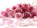 Roses - Pink