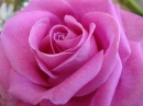 Roses - Pink