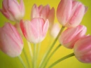 Pink Tulips