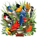Birds
