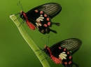 Butterflies
