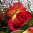 Roses Beauty