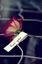 Roses - For you