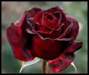 Roses blood red