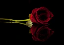Roses red