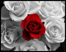 Roses mix