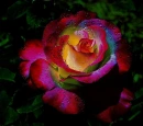 Roses Rainbow