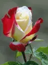 Roses for me