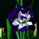 Blue Irish