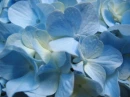 Blues